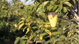 Pheromones Are Making Inroads in Africa, Albeit Slowly