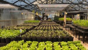 Mosaic, BioConsortia to Introduce Nitrogen-Fixing Microbial Products to Asian Markets