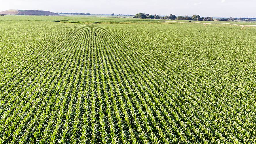 Corteva Launches First Bioinsecticide, Expands Sustainable Pest Control Portfolio