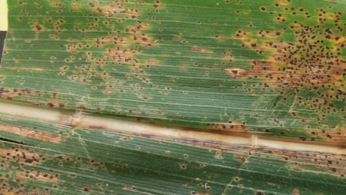 Fungicides: Plan for Tar Spot in the U.S. and Cascading Supply Effects in ’22