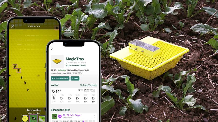 ayer AG 的 MagicTrap 可快速检测虫害并为油菜作物提供最佳保护