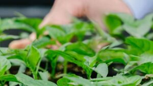 Bayer to Create Ag Biologicals Partnership with Ginkgo Bioworks, Advancing Joyn Bio Technology Platforms