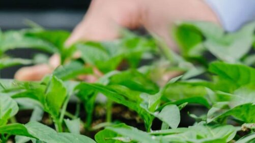 Bayer to Create Ag Biologicals Partnership with Ginkgo Bioworks, Advancing Joyn Bio Technology Platforms