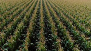 Grupos agrícolas aplaudem a defesa do tribunal dos EUA na regulamentação baseada na ciência do clorpirifós
