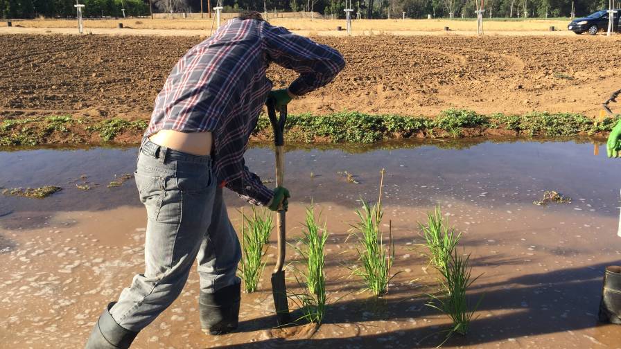 Genetic Insights Help Rice Survive Drought and Flood - Agribusiness Global