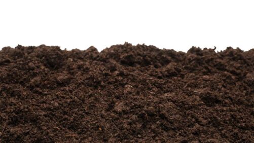 Revolucionando a agricultura: o mercado de nanofertilizantes deve ultrapassar US$ 12,4 bilhões até 2034