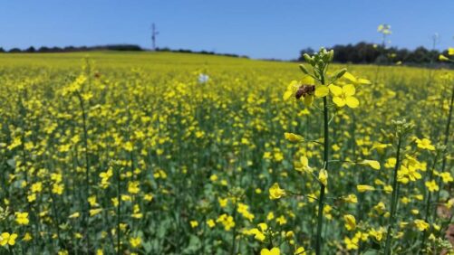 ICL Joins Forces with PlantArcBio to Develop Novel Biostimulant Technology