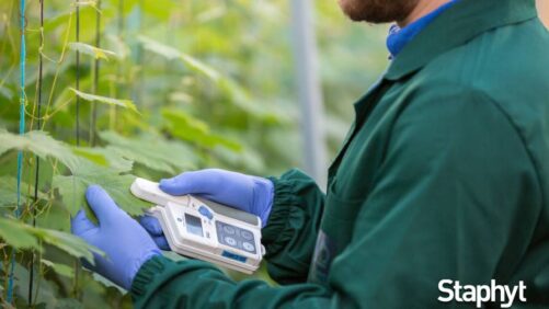 CROs and Regulatory Processes: Interview with Staphyt’s Fanny Vanel