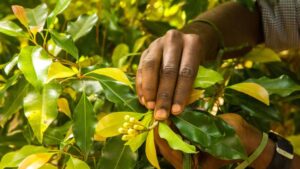 Africa Offers Crop Input Companies New Opportunities