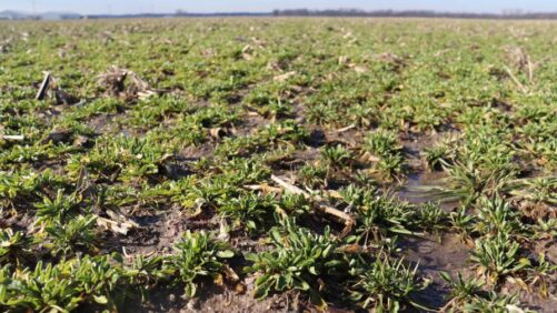 Bayer vai adquirir participação majoritária na produtora de sementes oleaginosas sustentáveis de baixo carbono CoverCress