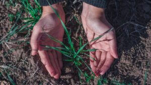 Syngenta Seedcare, Bioceres Crop Solutions Collaborate to Bring Biological Seed Treatments to Global Markets