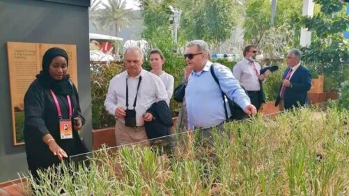 How the ICBA Became the Go-To Research Center for Biosaline Agriculture