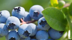 Preventive Biofungicide Romeo CA Now Approved for Use in California