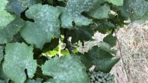 Biotalys, Novozymes Announce Successful Evoca Feasibility Study