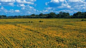 RNAissance Ag Names Agri-Tech Leader Steve Meyer New CEO