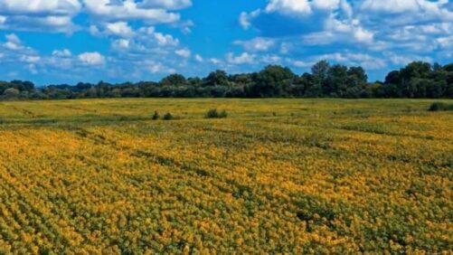 RNAissance Ag Names Agri-Tech Leader Steve Meyer New CEO