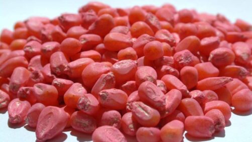 Seed Treatment Market in North America: Growth Analysis, Trends, and Insights