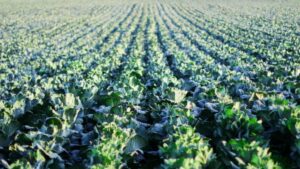 Valent BioSciences CEO Ted Melnik to Retire