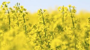 BASF Introduces InVigor Gold, a Breakthrough Innovation in Canola Seed