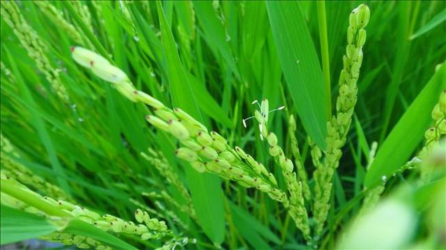 En la Agro Shop encuentras Herbicida Glifosato Citromax. Este producto  viene pronto para uso, basta solamente pulverizar directamente sobre las  hierbas dañinas, observando una distancia de lo mínimo 40cm de otras  plantas.