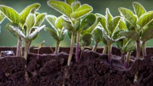Rooted for Growth: Starter Fertilizers Market to Soar Beyond USD 14.2 Billion by 2034