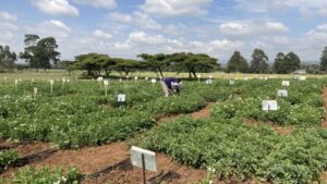 Solynta, RegenZ Partner to Bring Hybrid Potatoes to South Africa