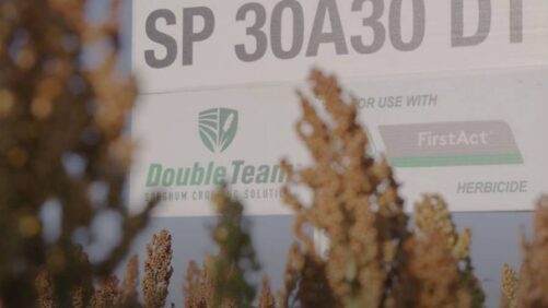 Double Team Sorghum Cropping Solution with FirstAct Herbicide Highly Commended by Crop Science Forum & Awards 2022