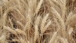 Vayantis Fungicide Seed Treatment Protects Pulse and Cereal Crops From Pythium