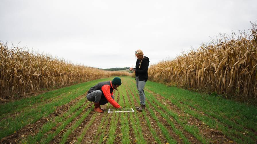 Los técnicos de investigación del Instituto Rodale recopilan datos para el ensayo de sistemas agrícolas del Instituto