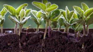 AMVAC GreenSolutions Surpasses 1.2 Million Acres Treated in 2022