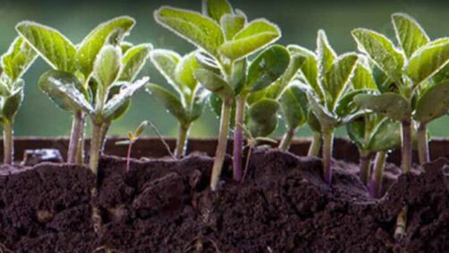 AMVAC GreenSolutions ultrapassa 1,2 milhão de acres tratados em 2022
