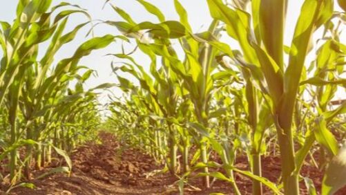 Albaugh Introduces Dicamba HD 5 and Dicamba DMA Salt 5 to U.S. Crop Protection Market