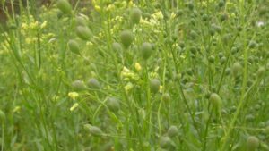 Yield10 Bioscience Makes Key Advancements in the Development of Herbicide-Tolerant Camelina for the Biofuel Market