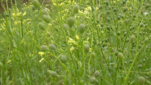 Turning Camelina Into a Renewable Fuel Source