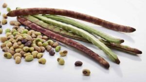 BetterSeeds Develops First Successful Gene Editing of Cowpea