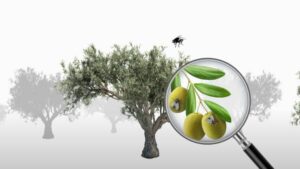 AFYREN and Biocontrol Start-up CEARITIS Form Partnership to Develop Alternative Crop Protection System for Orchards