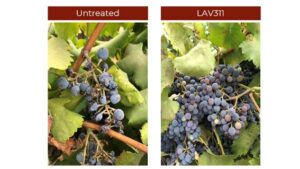 Lavie Bio Reports Successful Results for Its Biofungicide Programs