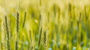 UE: Enko Chem informa del éxito de una prueba de campo innovadora para su cartera de graminicidas de próxima generación