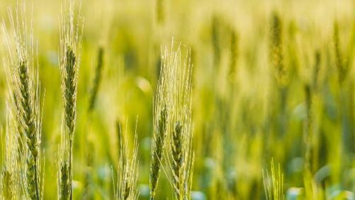 FMC Launches Ambriva Herbicide for Wheat Farmers in India