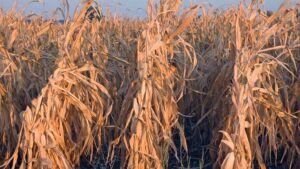 McKinsey Report: Climate Change Could Hit 80% of Smallholder Farmers and Reduce Arable Land