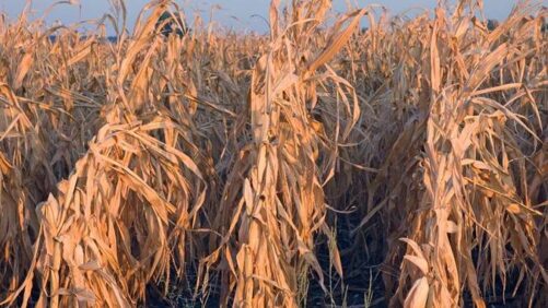McKinsey Report: Climate Change Could Hit 80% of Smallholder Farmers and Reduce Arable Land