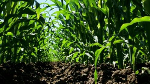 Syngenta expande portfólio de herbicidas para milho nos EUA com adição da Storen até 2024