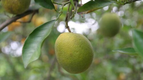 EE. UU.: La ecologización de los cítricos sigue arrojando nuevos obstáculos a científicos y productores
