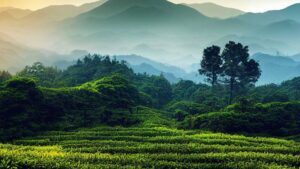 India: BASAI Annual Meeting Highlights the Need for Sustainability of Agri Biologicals