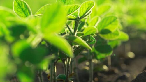 Empresa canadense AGROS Cropscience adquire Agrosolutions Group International