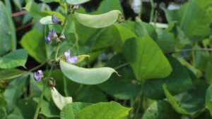 Africa: New Bean Genome Unveils Potential to Boost Food Security and Resilience in Drought-Prone Regions