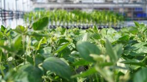 Ginkgo Bioworks, Syngenta Seeds Partner to Develop New Plant Traits