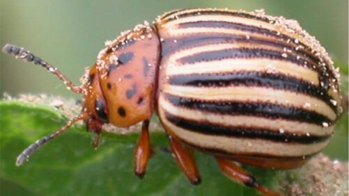 Making Sense of RNAi Biopesticide Technology