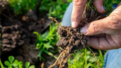 Indian Soil Health and the Next Big Opportunity for Biological Crop Nutrition
