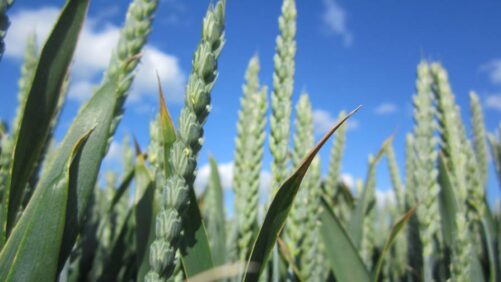 Syngenta, Unium Bioscience to Bring Novel Biological Seed Treatment to Northwest Europe